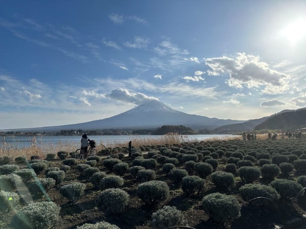 A scenic view of Mount Fuji towering in the distance, captured on a sunny day with scattered clouds. In the foreground, rows of neatly trimmed bushes frame a tranquil lakeside, where a person with a bicycle enjoys the peaceful setting. The sun casts a warm glow over the landscape, highlighting the serene beauty of Japan’s iconic mountain.