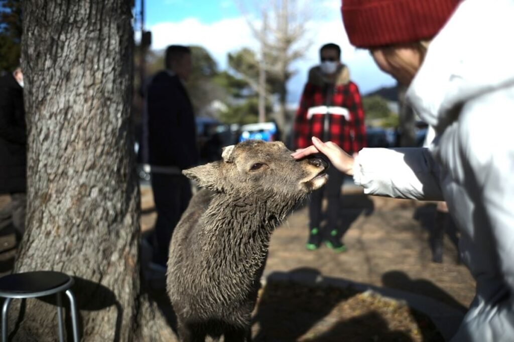 image of a deer with a woman in a white coat and red beanie petting the deer at Nara Park