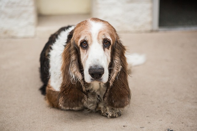 A Baluchi hound resting calmly indoors, showing its elegant posture