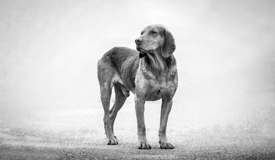 baluchi hound standing elegant