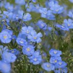 flax plant growing linen fiber