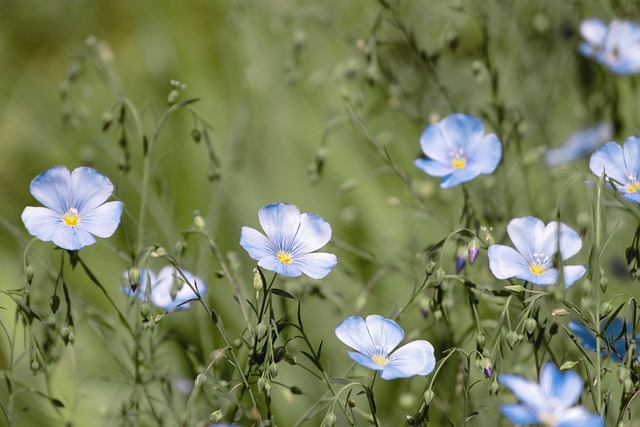 Flax plants in a field with harvested stalks ready for retting