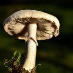 fresh black truffle mushroom