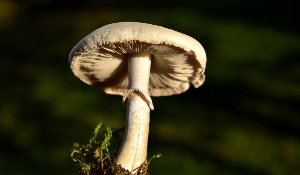 fresh black truffle mushroom