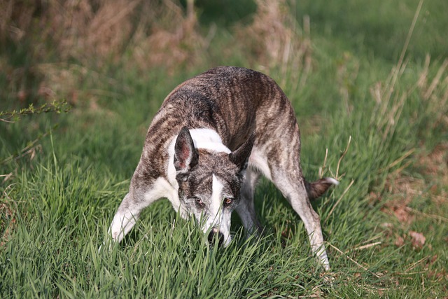 Trained dog sniffing the ground for truffles in a forest setting